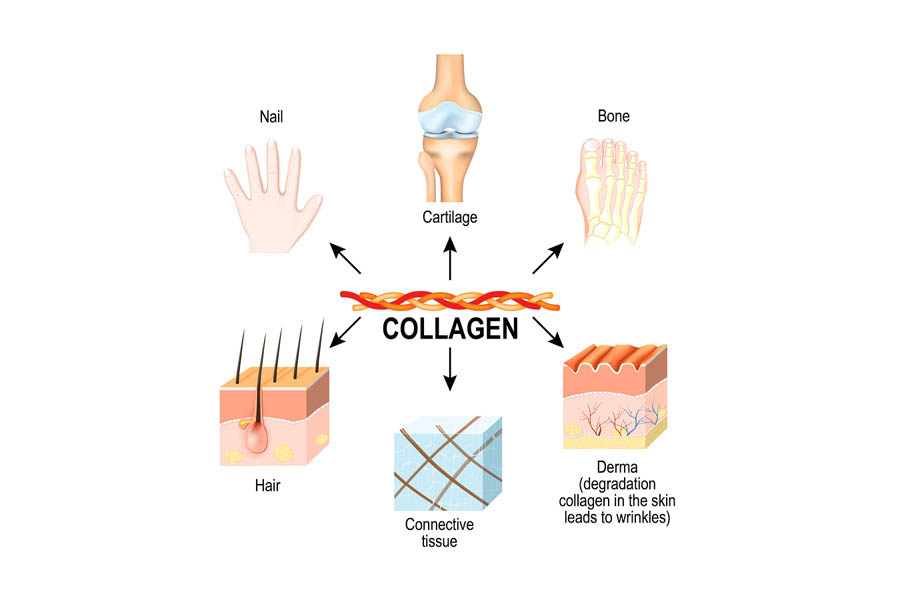 Collagen Là Gì? Top Những Thực Phẩm Bổ Sung Collagen Nhiều Nhất