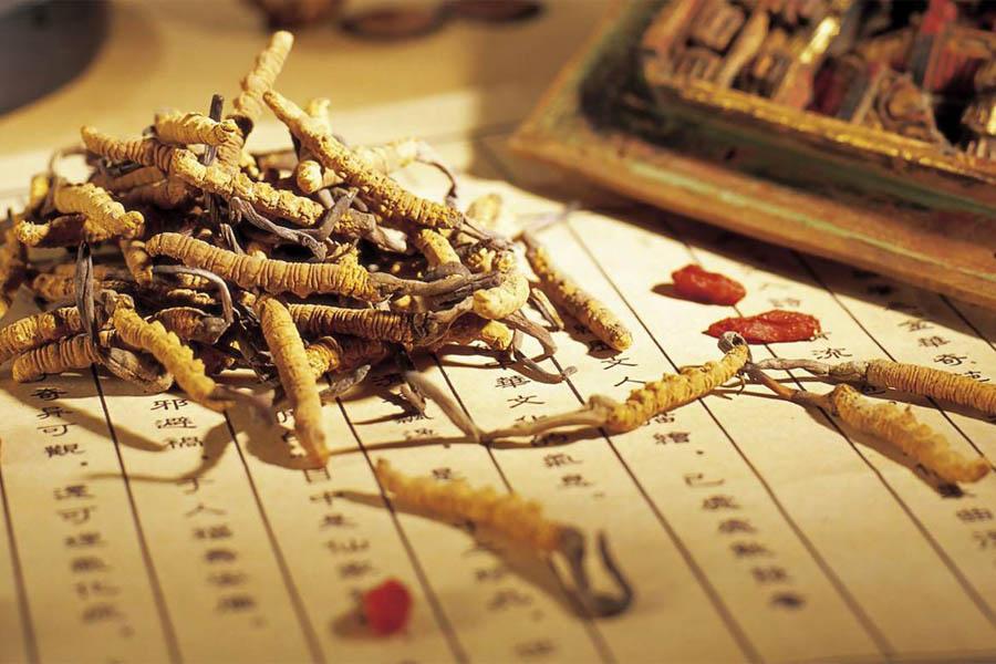 Đông Trùng Hạ Thảo Là Gì Và Tác Dụng Của Đông Trùng Hạ Thảo 2 Đông Trùng Hạ Thảo Là Gì Và Tác Dụng Của Đông Trùng Hạ Thảo