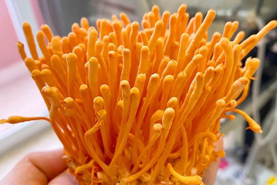 Đông Trùng Hạ Thảo Là Gì Và Tác Dụng Của Đông Trùng Hạ Thảo 11 Đông Trùng Hạ Thảo Là Gì Và Tác Dụng Của Đông Trùng Hạ Thảo