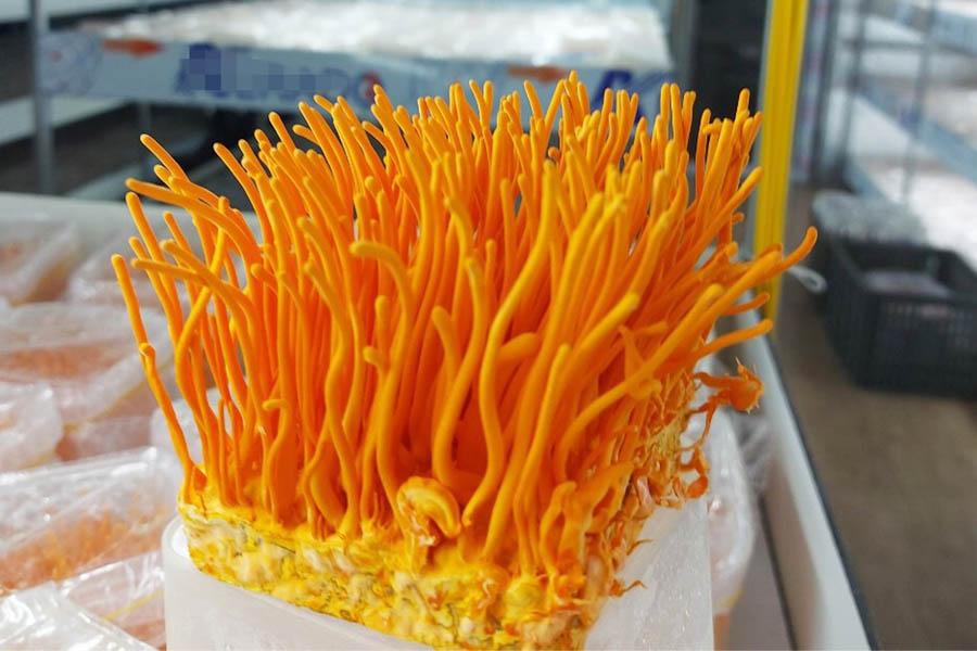 Đông Trùng Hạ Thảo Là Gì Và Tác Dụng Của Đông Trùng Hạ Thảo 5 Đông Trùng Hạ Thảo Là Gì Và Tác Dụng Của Đông Trùng Hạ Thảo