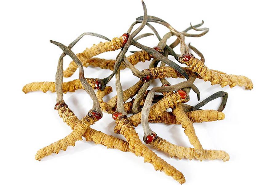 Đông Trùng Hạ Thảo Là Gì Và Tác Dụng Của Đông Trùng Hạ Thảo 6 Đông Trùng Hạ Thảo Là Gì Và Tác Dụng Của Đông Trùng Hạ Thảo