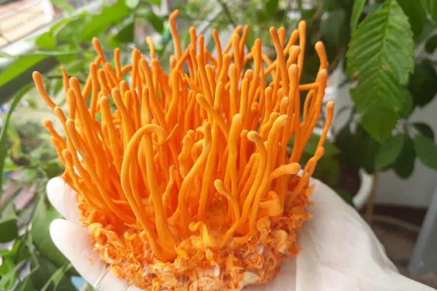 Đông Trùng Hạ Thảo Là Gì Và Tác Dụng Của Đông Trùng Hạ Thảo 7 Đông Trùng Hạ Thảo Là Gì Và Tác Dụng Của Đông Trùng Hạ Thảo