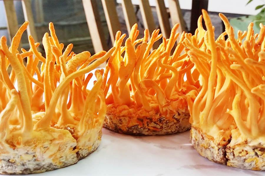 Đông Trùng Hạ Thảo Là Gì Và Tác Dụng Của Đông Trùng Hạ Thảo 8 Đông Trùng Hạ Thảo Là Gì Và Tác Dụng Của Đông Trùng Hạ Thảo
