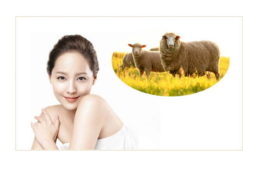 Những Tác Dụng Thần Kỳ Mà Nhau Thai Ngựa Mang Đến Cho Sức Khỏe Và Làm Đẹp 6 Những tác dụng thần kỳ mà nhau thai ngựa mang đến cho sức khỏe và làm đẹp
