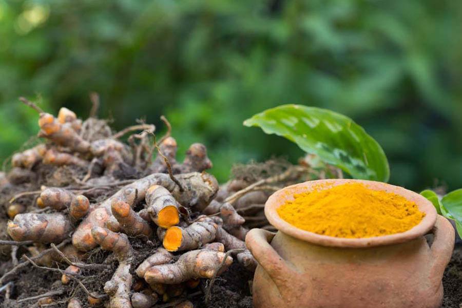 Nghệ là một loại thảo dược lành tính