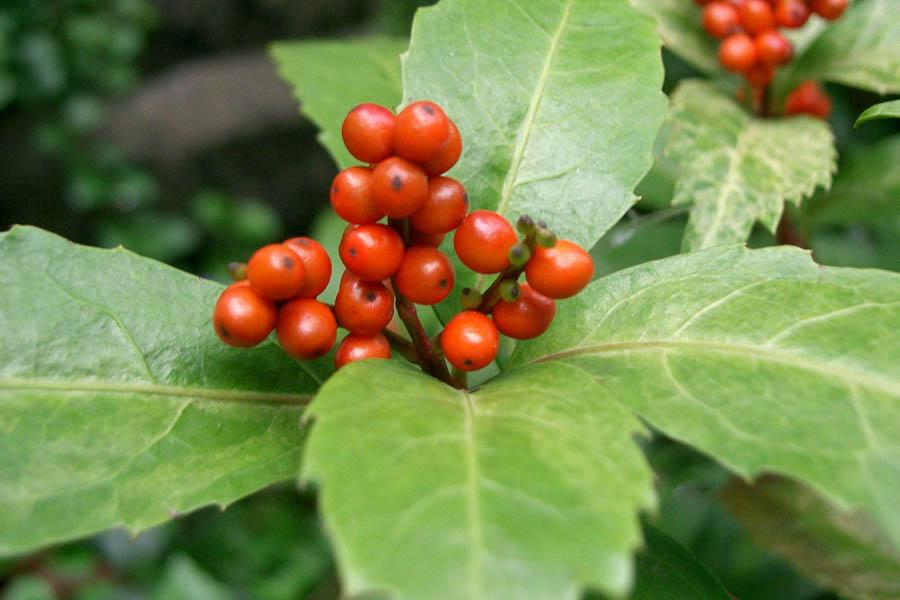 15 Cách Chữa Bệnh Gout Bằng Thuốc Nam Đơn Giản, Dễ Tìm