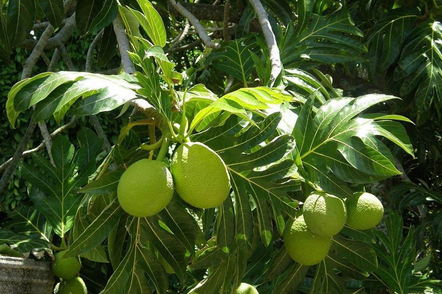 15 Cách Chữa Bệnh Gout Bằng Thuốc Nam Đơn Giản, Dễ Tìm