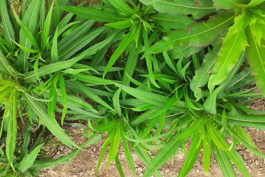 15 Cách Chữa Bệnh Gout Bằng Thuốc Nam Đơn Giản, Dễ Tìm