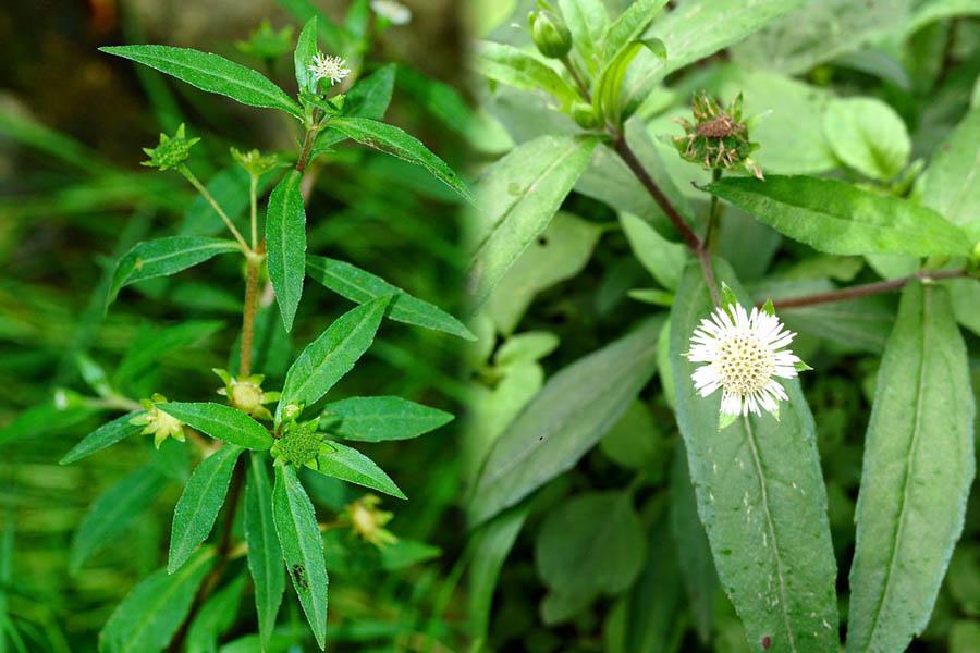 15 Cách Chữa Bệnh Gout Bằng Thuốc Nam Đơn Giản, Dễ Tìm