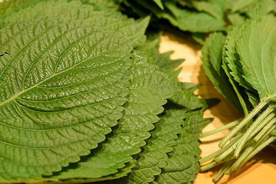15 Cách Chữa Bệnh Gout Bằng Thuốc Nam Đơn Giản, Dễ Tìm