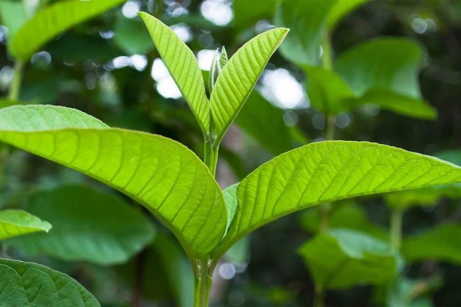 15 Cách Chữa Bệnh Gout Bằng Thuốc Nam Đơn Giản, Dễ Tìm