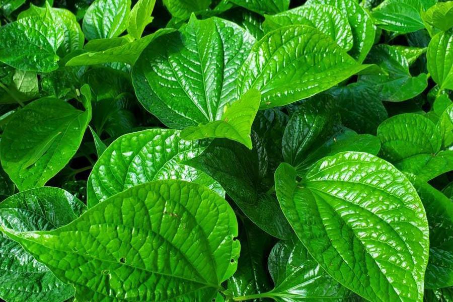 15 Cách Chữa Bệnh Gout Tại Nhà Siêu Hiệu Quả