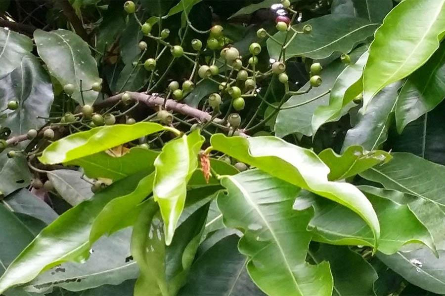 15 Cách Chữa Bệnh Gout Tại Nhà Siêu Hiệu Quả