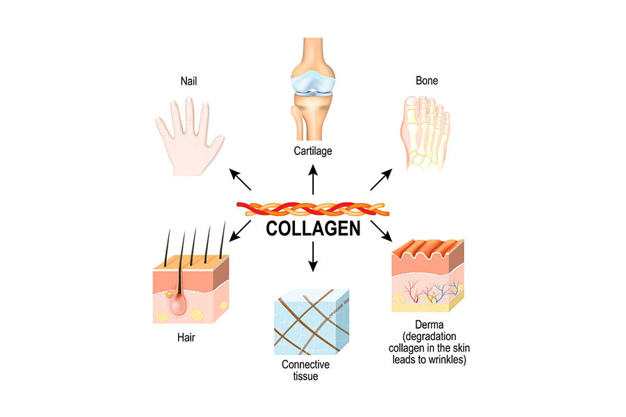 Top 21 Thực Phẩm Bổ Sung Collagen Mà Bạn Nên Biết
