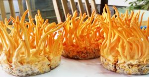 Cách Làm Đông Trùng Hạ Thảo Ngâm Mật Ong Siêu Dễ Ai Cũng Có Thể Làm Được