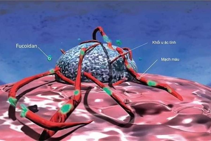 Nano Fucoidan Của Nhật Có Tốt Không?