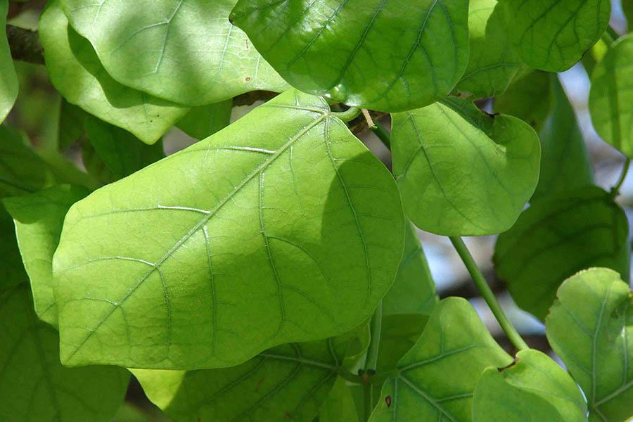 Tìm Hiểu Về Thuốc Ngủ Thảo Dược Và Công Dụng Của Nó Là Gì? 3 Tìm Hiểu Về Thuốc Ngủ Thảo Dược Và Công Dụng