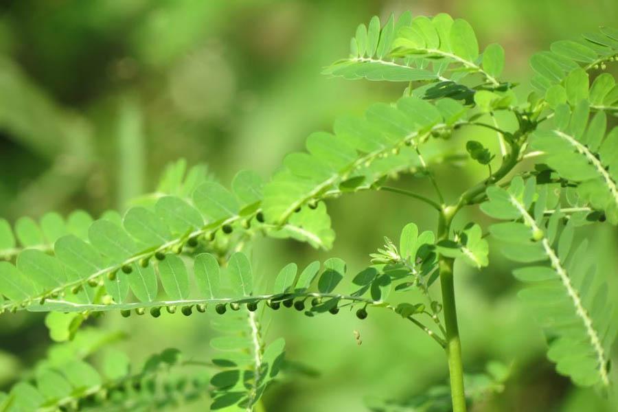 Top 8 Loại Cây Thuốc Nam Giải Độc Gan Hiệu Quả Nhất