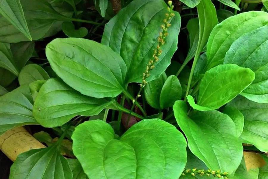 Top 8 Loại Cây Thuốc Nam Giải Độc Gan Hiệu Quả Nhất