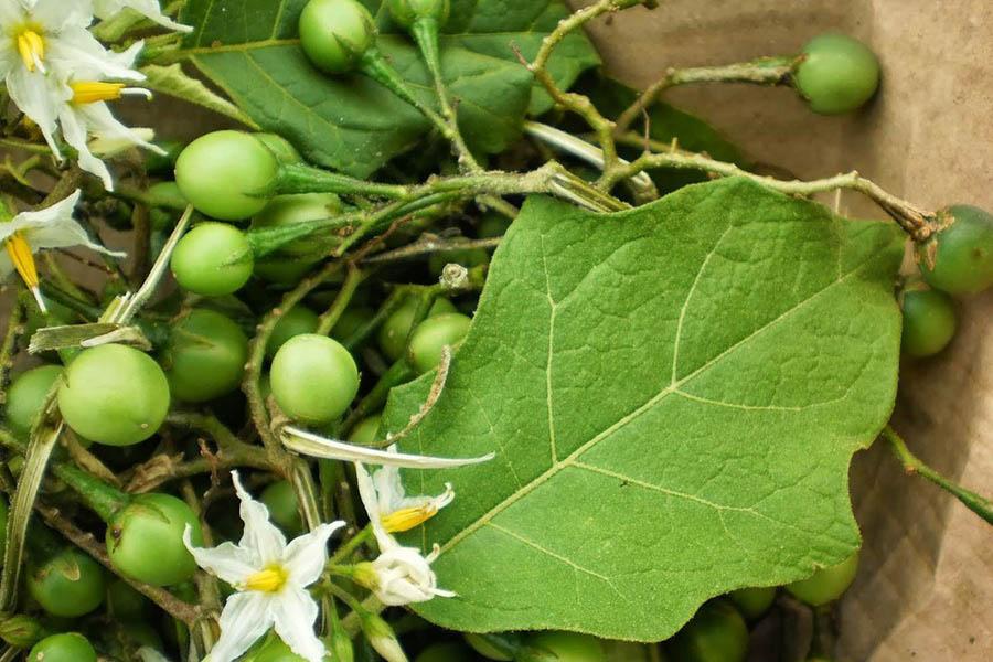 Top 8 Loại Cây Thuốc Nam Giải Độc Gan Hiệu Quả Nhất