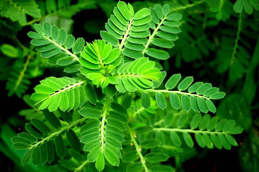 Top 8 Loại Cây Thuốc Nam Giải Độc Gan Hiệu Quả Nhất