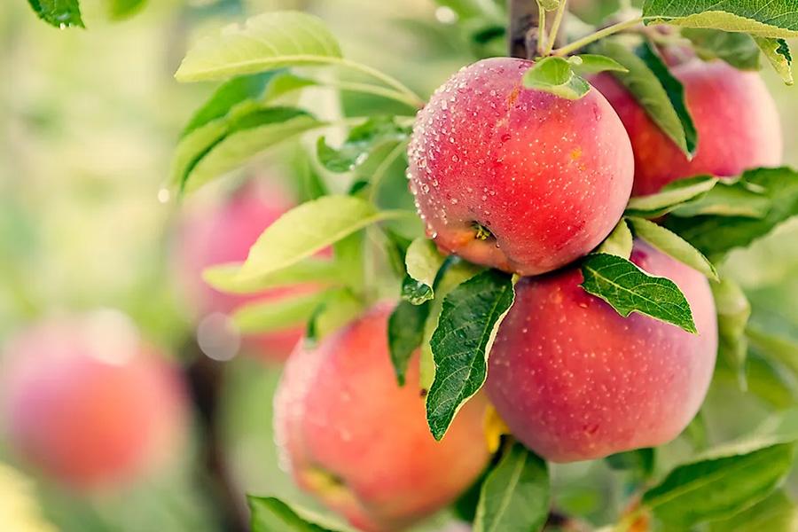 Bật Mí Bí Kíp Ăn Táo Giảm Cân Nhanh Chóng Chỉ Sau 7 ngày