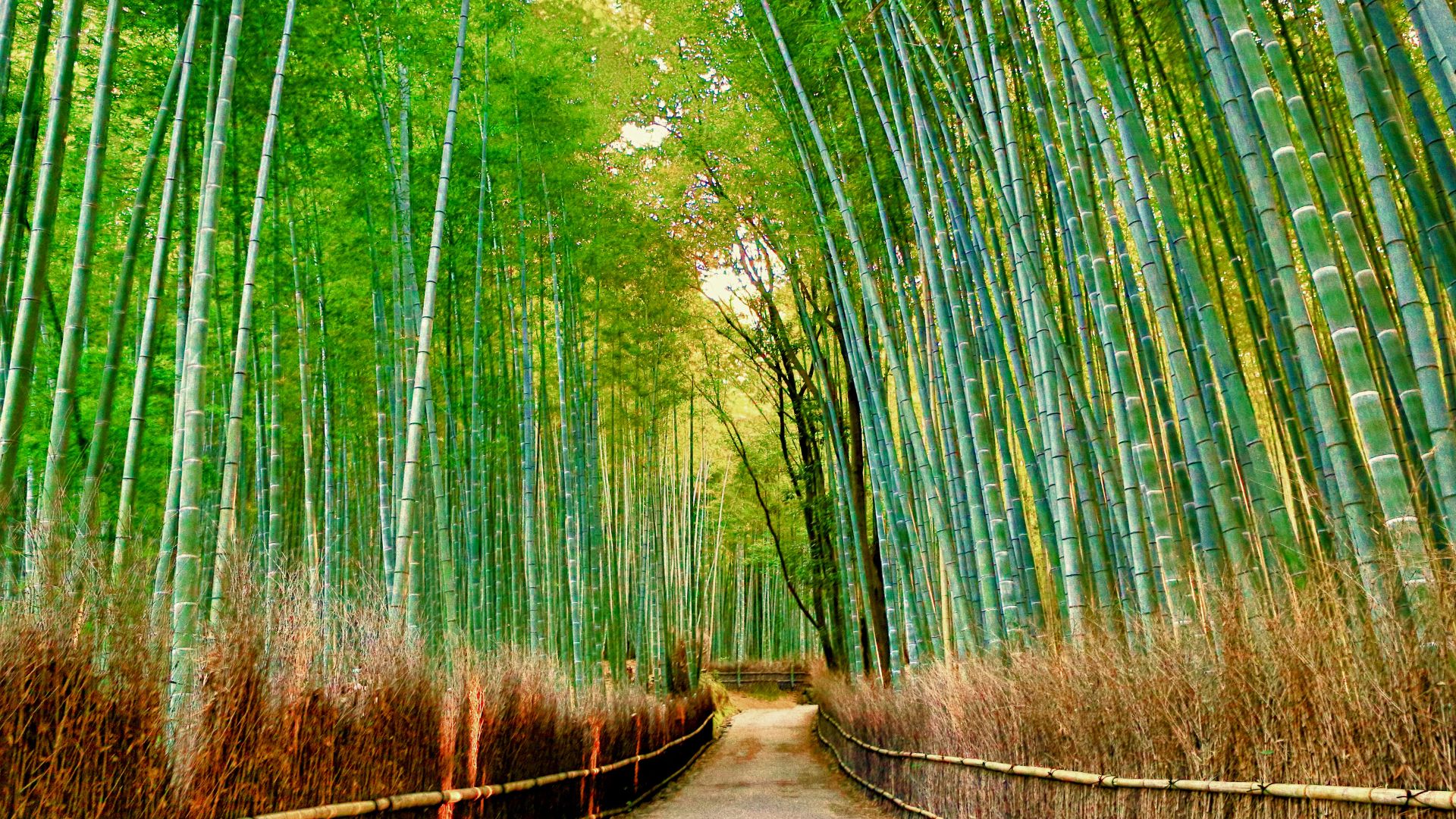 tour du lich nhat ban rung truc arashiyama