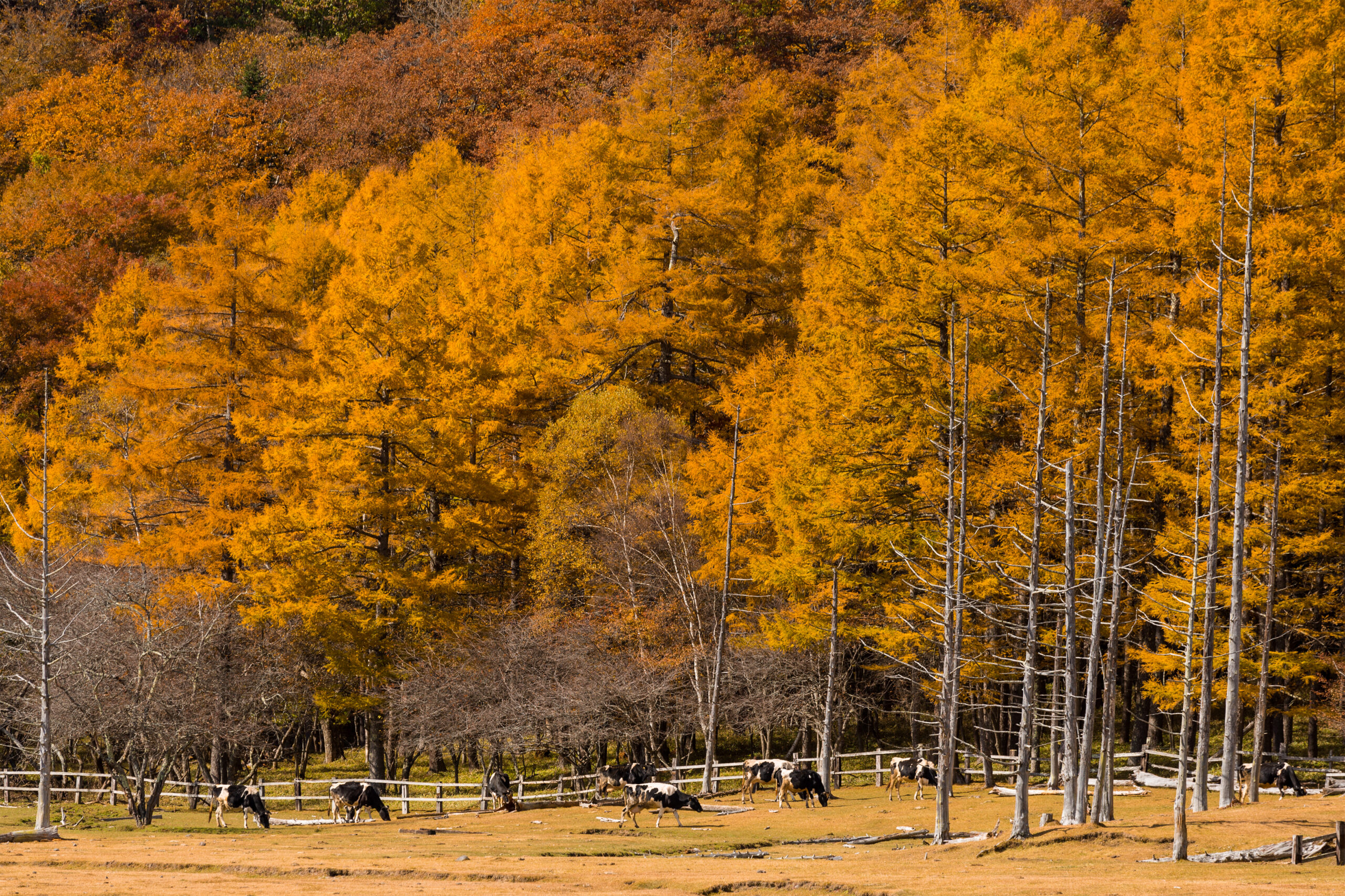 Cow pasture in forest at autumn season